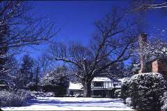 underoak-winter-oak